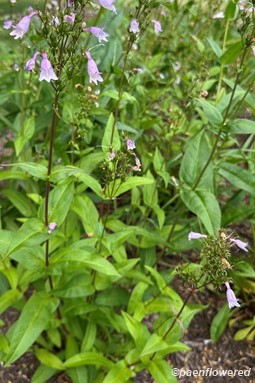 Plants in flower